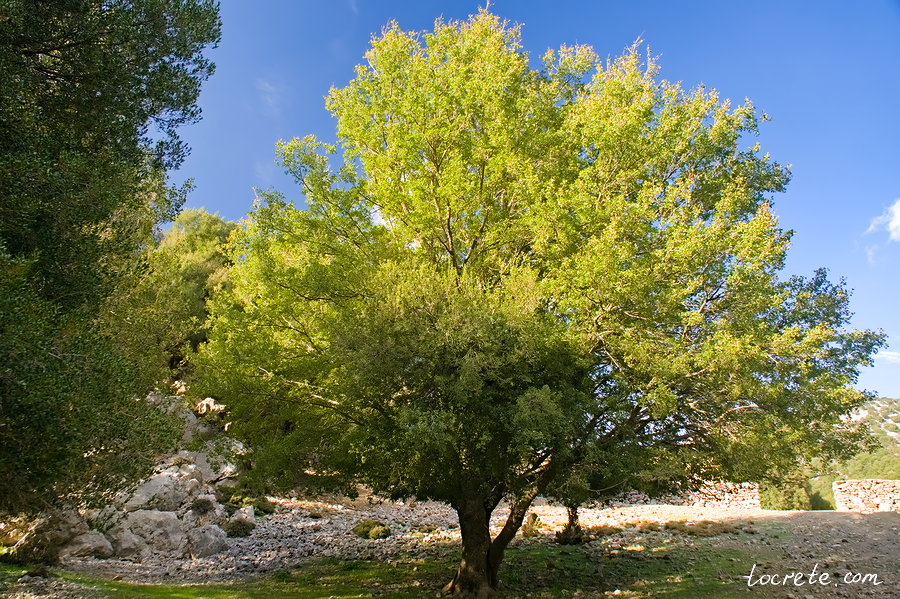 Дзельква Критская (Zelkova Abelicea) Дзельква Критская (Zelkova Abelicea)