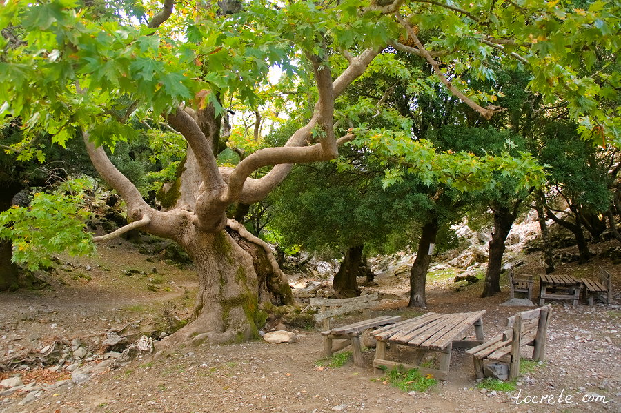 Лес Рувас (Δάσος Ρούβα, Rouvas Forest) Лес Рувас (Δάσος Ρούβα, Rouvas Forest)