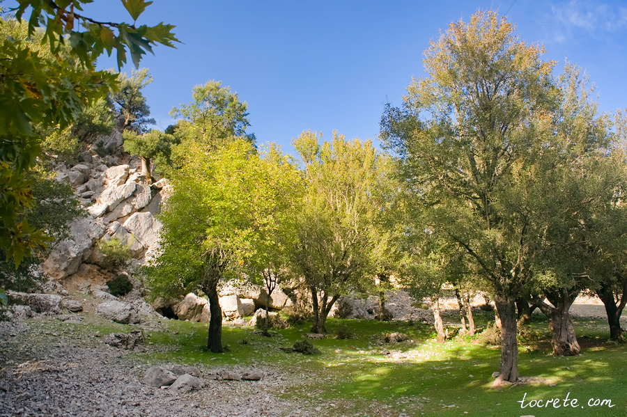 Лес Рувас (Δάσος Ρούβα, Rouvas Forest) Лес Рувас (Δάσος Ρούβα, Rouvas Forest)