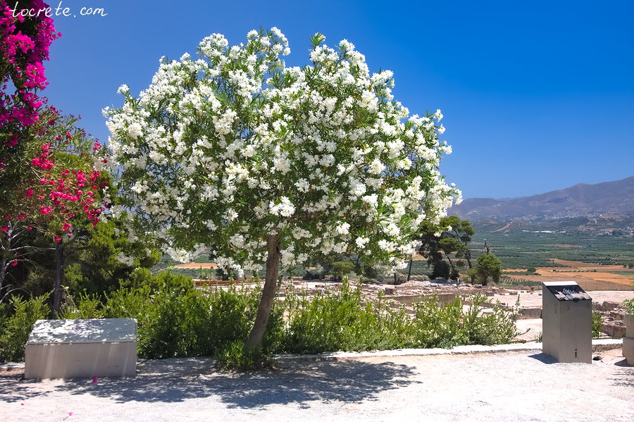 Фестский дворец (Phaistos Palace) Фестский дворец (Phaistos Palace)
