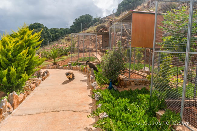 Павлины в Amazonas Park на о. Крит Павлины в Amazonas Park на о. Крит