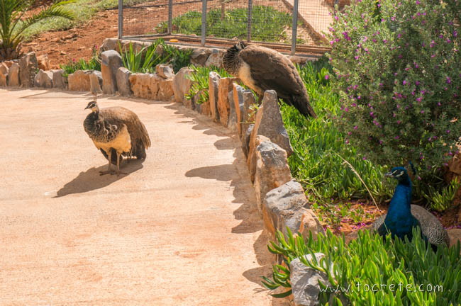 Павлины в Amazonas Park на о. Крит Павлины в Amazonas Park на о. Крит