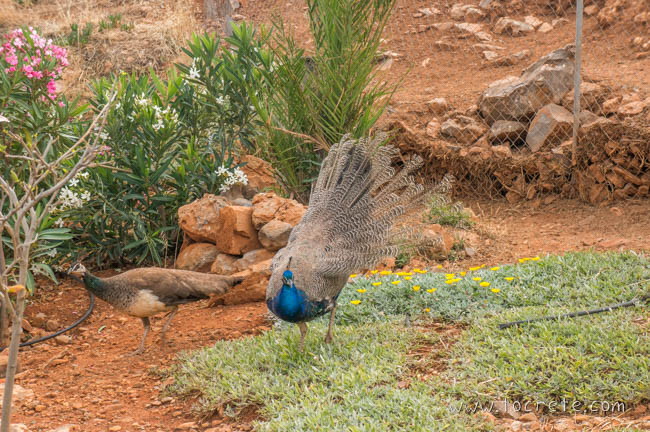 Павлины в Amazonas Park на о. Крит Павлины в Amazonas Park на о. Крит