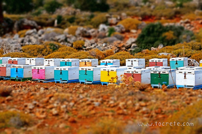Парк Крустас (Лес Крустас, Kroustas Forest) Парк Крустас (Лес Крустас, Kroustas Forest)