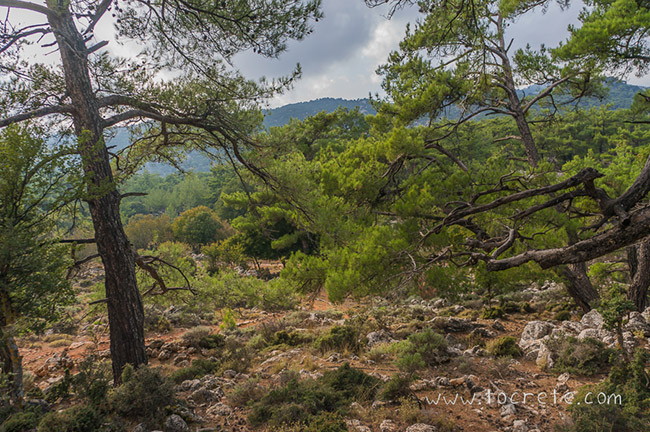 Парк Крустас (Kroustas Park) Парк Крустас (Kroustas Park)