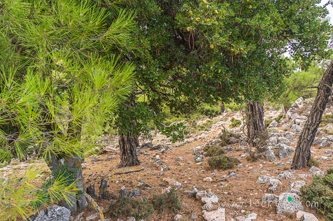Лес Крустас (Kroustas forest) Лес Крустас (Kroustas forest)