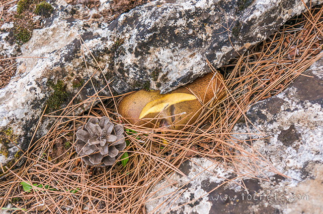 Грибы в лесу Крустас. Крит (Mushrooms in Kroustas forest. Crete) Грибы в лесу Крустас. Крит (Mushrooms in Kroustas forest. Crete)