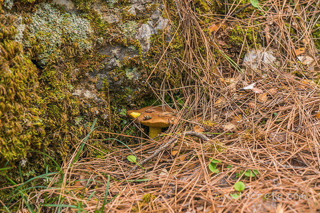 Грибы в лесу Крустас. Крит (Mushrooms in Kroustas forest. Crete) Грибы в лесу Крустас. Крит (Mushrooms in Kroustas forest. Crete)