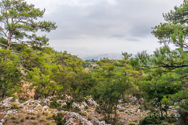 Парк Крустас (Лес Крустас, Kroustas Forest) Парк Крустас (Лес Крустас, Kroustas Forest)