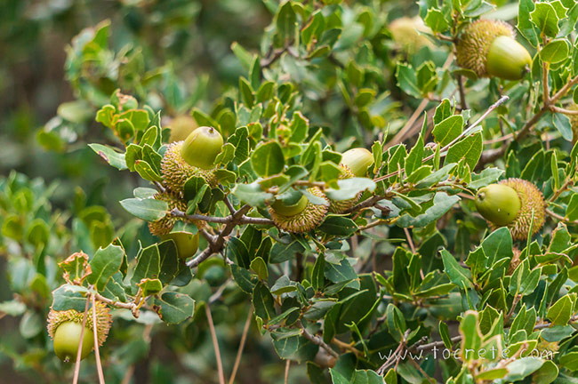 Лес Крустас (Kroustas forest) Лес Крустас (Kroustas forest)
