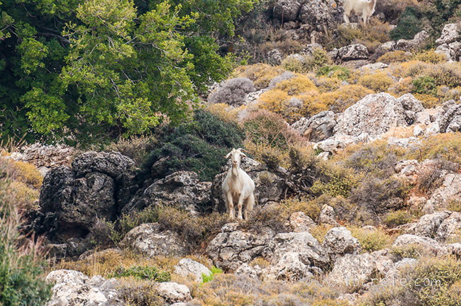 В начале XIX века в лесу Крустас развивается животноводство и сельское хозяйство В начале XIX века в лесу Крустас развивается животноводство и сельское хозяйство