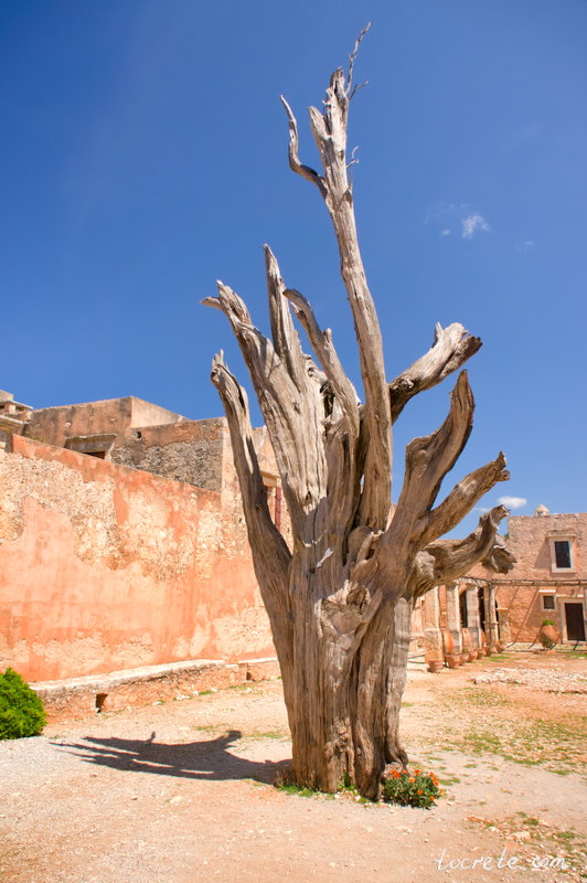 Монастырь Аркади. Старый кипарис с застрявшей в стволе турецкой пулей Монастырь Аркади. Старый кипарис с застрявшей в стволе турецкой пулей