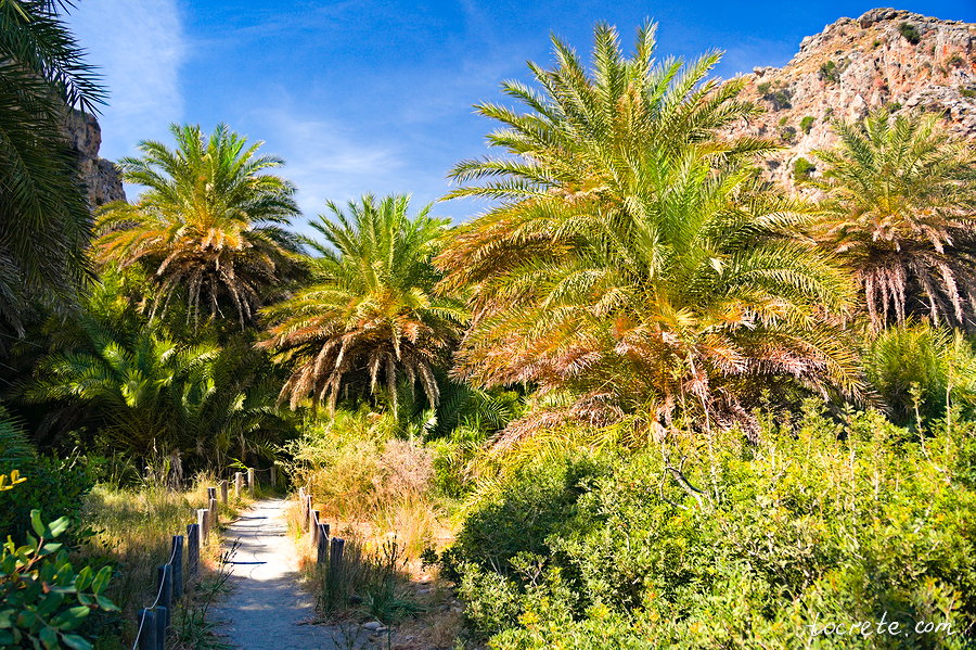 Пальмовый лес и пляж Превели (Preveli forest and beach) Пальмовый лес и пляж Превели (Preveli forest and beach)