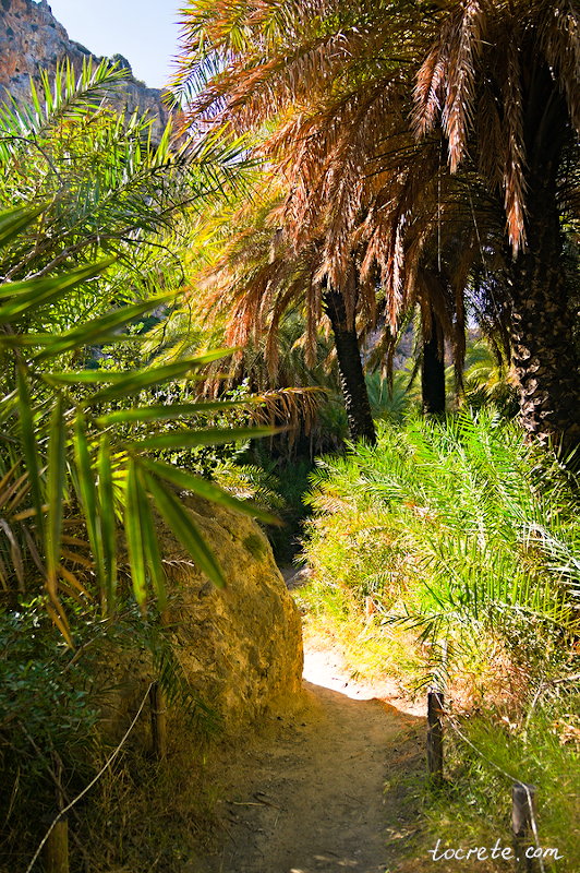 Пальмовый лес и пляж Превели (Preveli forest and beach) Пальмовый лес и пляж Превели (Preveli forest and beach)
