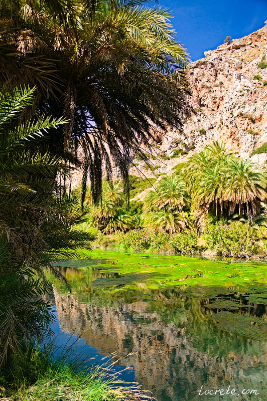 Пальмовый лес и пляж Превели (Preveli forest and beach) Пальмовый лес и пляж Превели (Preveli forest and beach)