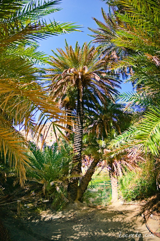 Пальмовый лес и пляж Превели (Preveli forest and beach)