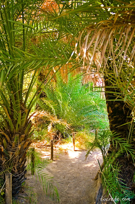 Пальмовый лес и пляж Превели (Preveli forest and beach) Пальмовый лес и пляж Превели (Preveli forest and beach)