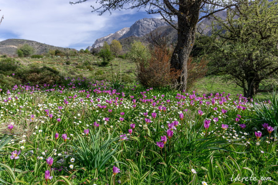 Крит в марте - дикие тюльпаны на плато Омалос